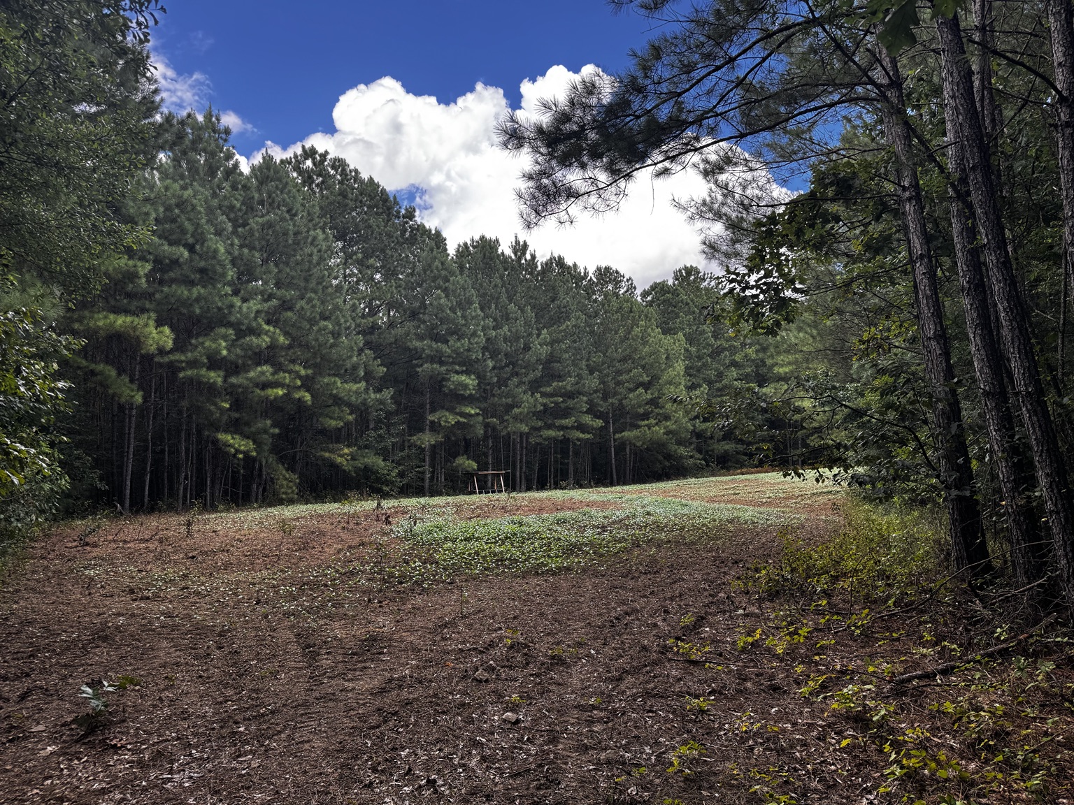 Open food plot surrounded by pine timber on the 166 acre Westover property
