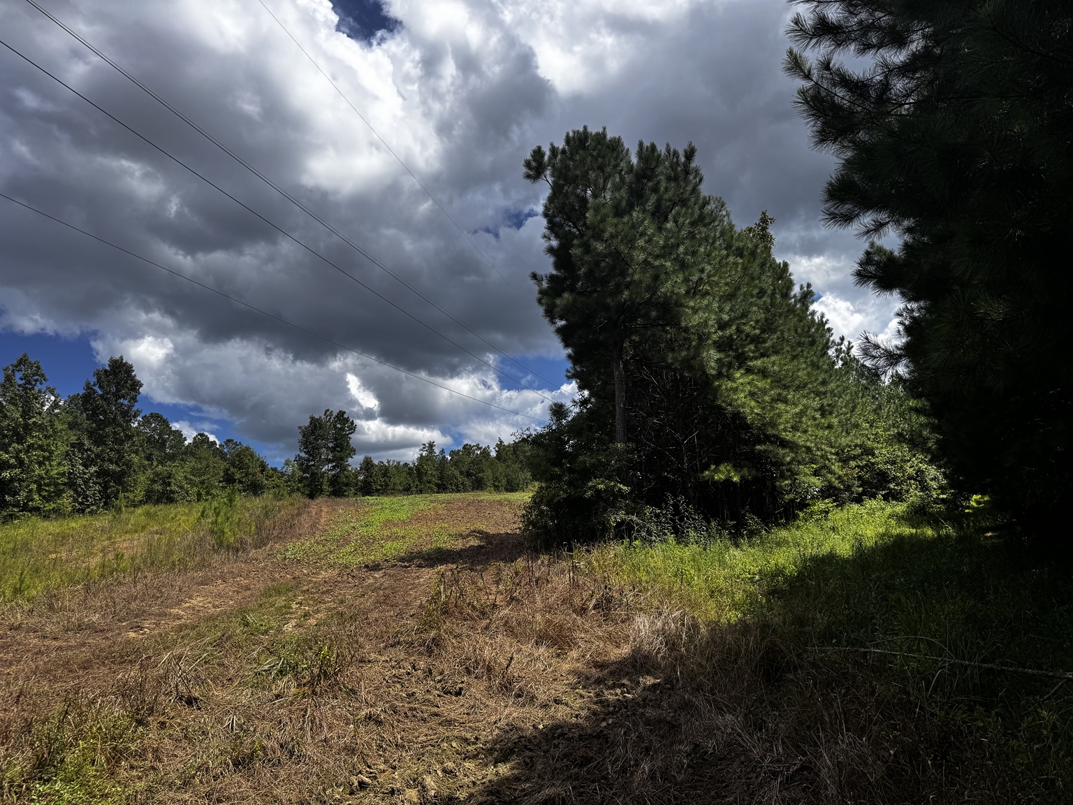 Open area on the 172 acre Westover conservation easement property