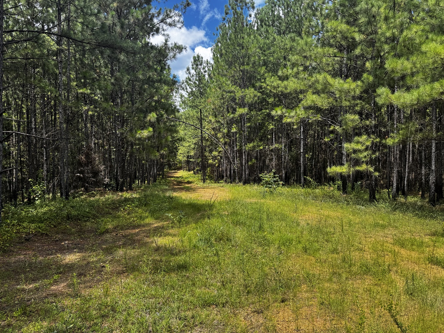 Pine timber and interior trail on the 205 acre Westover property