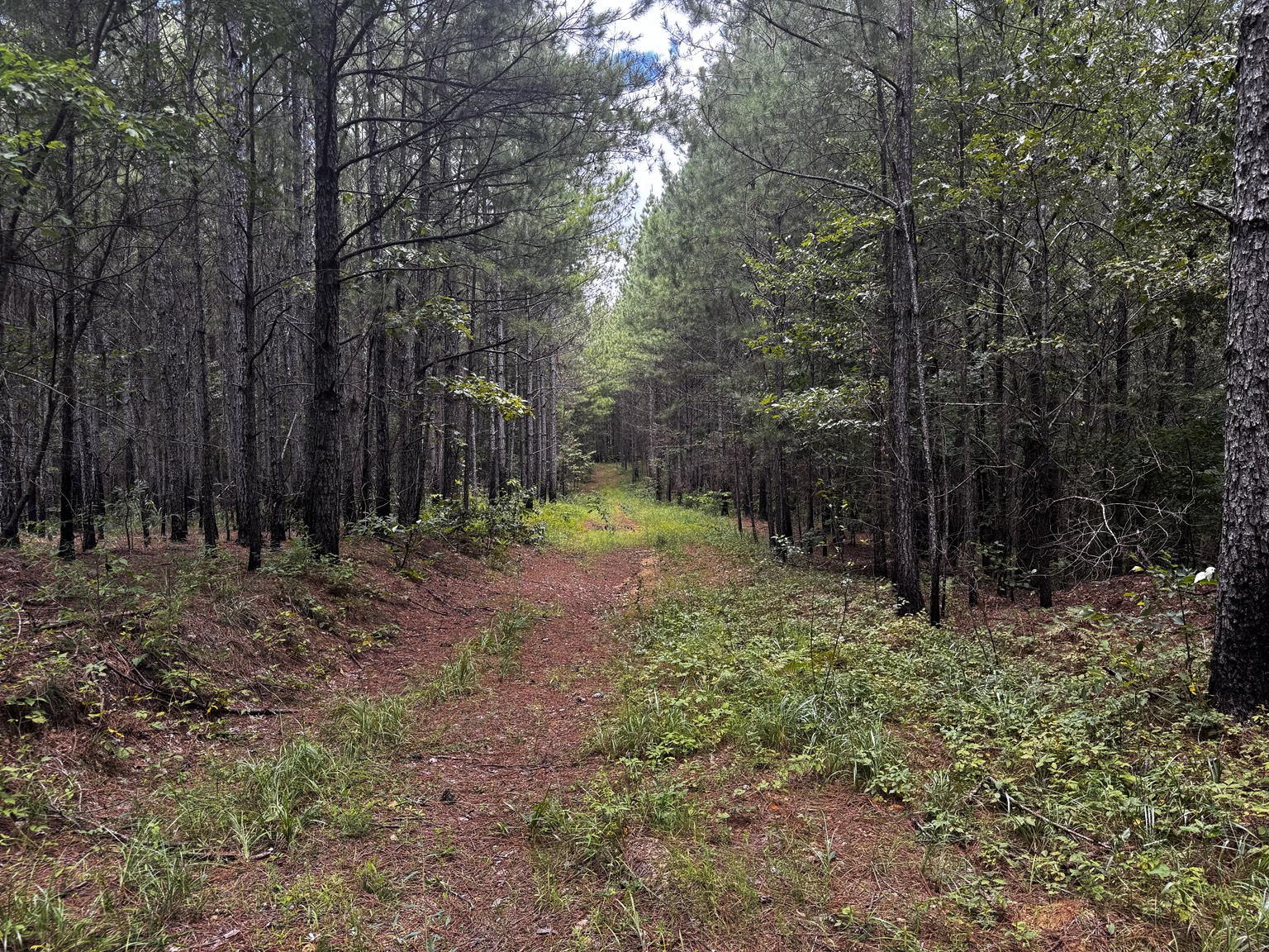 Pine timber trail on the 205 acre Westover property